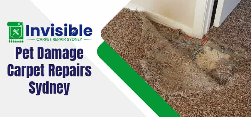 Expert Pet Damage Carpet Repairs Sydney